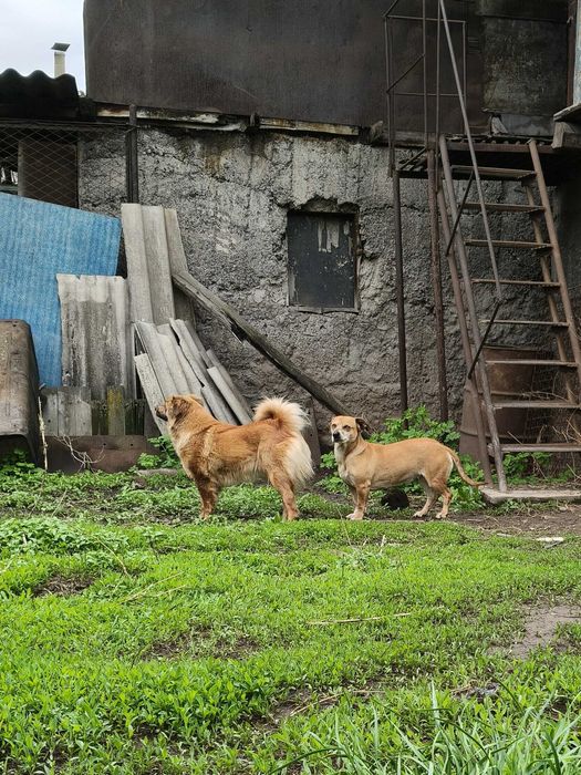 Отдам собачек в добрые руки СРОЧНО