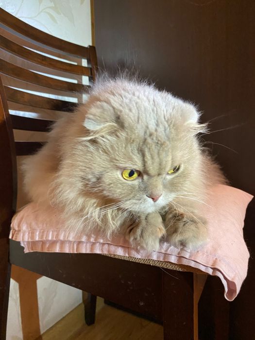 Отдам кота в хорошие руки