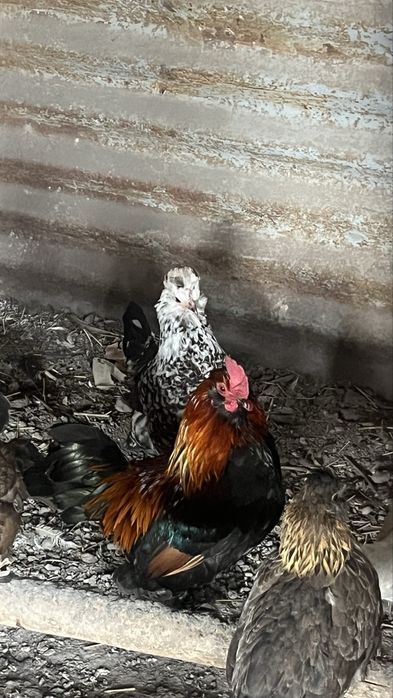 Продам курицы японские