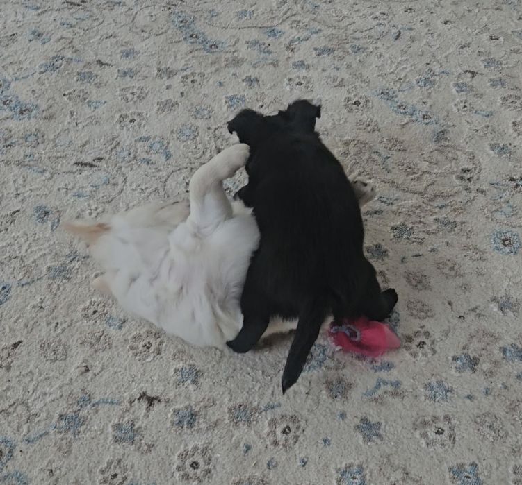 Продаются щенки чихуахуа, 1.5мес. Мальчик и девочка. Девочка мини.