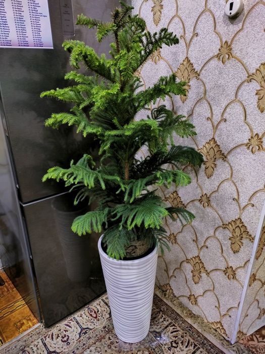 Растения. Доставка...