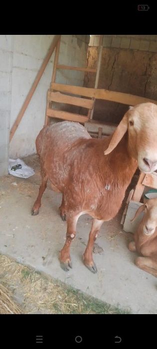 Кучкор арашан сотилади