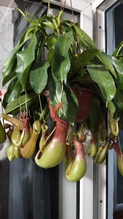 Мухоловка Дионея