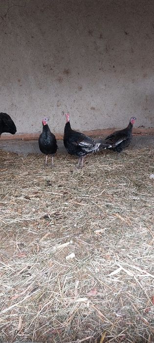 Нар курка сотилади