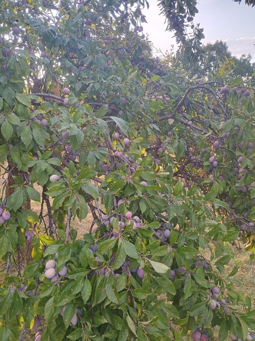 Prune de vânzare