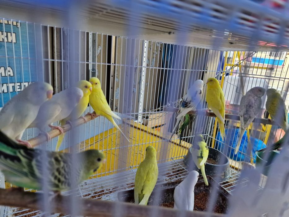 Волнистые попугаи