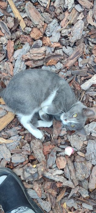 Отдаем котенка в хорошие руки