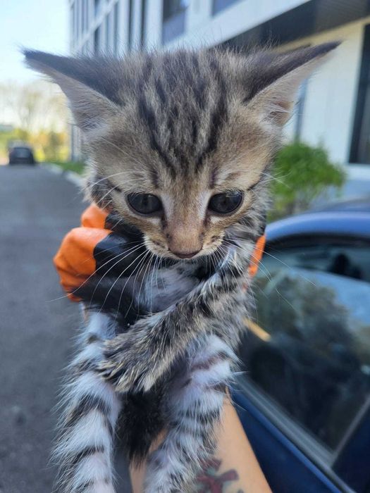 Котята ищут дом.
