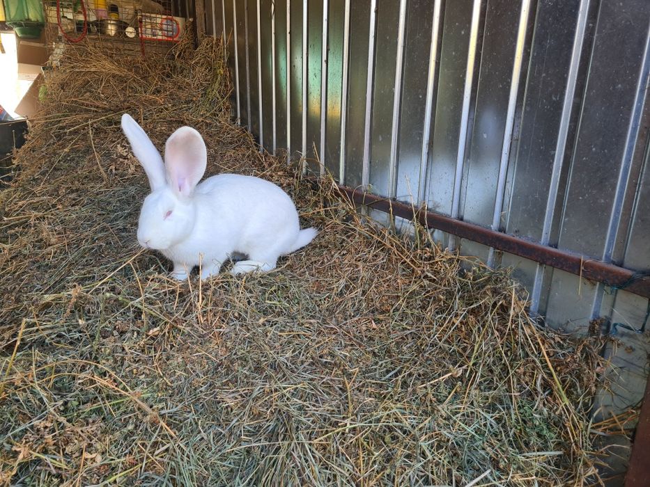 Doua femele iepuri Urias German Alb