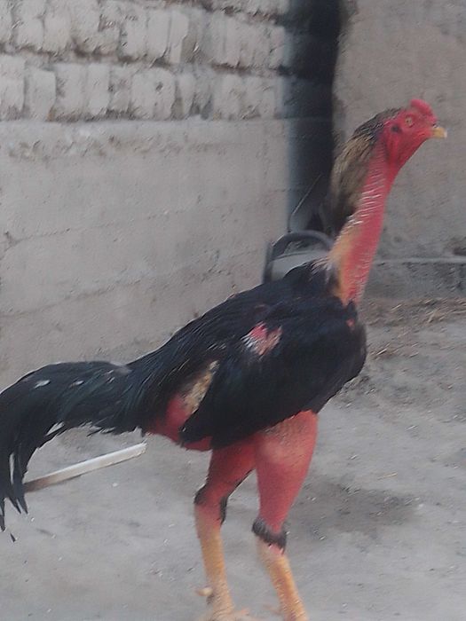 Дакан хуроз уйинга тайер