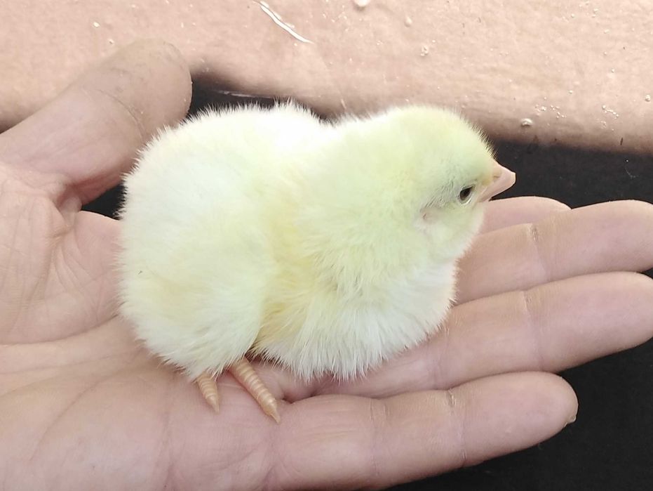 Цыплята бройлера Кобб 500