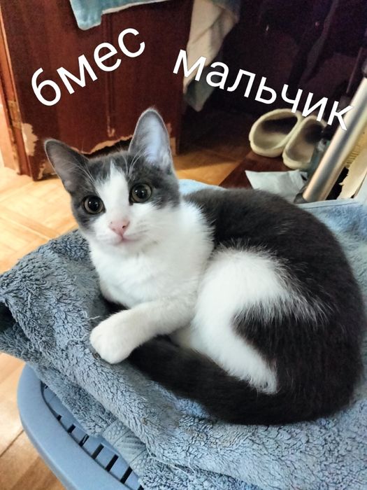 Отдам в добрые руки котят