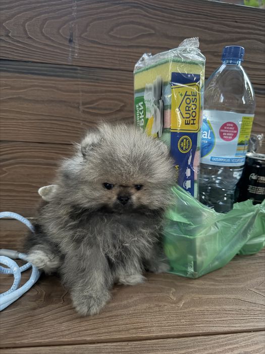 Продается мини шпиц