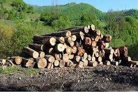 Tai lemne cu drujba in Ortisoara, Timisoara si imprejurimi.