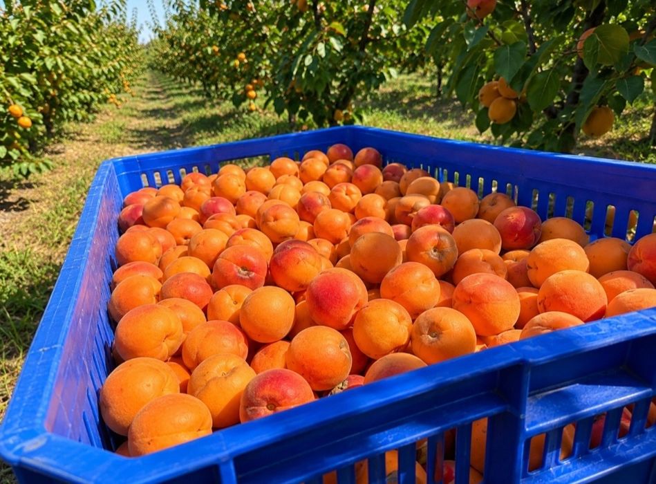 Caise de țuică direct dela producător dulci zămoși și aromați!