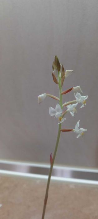 Орхидея Лудизия цвете