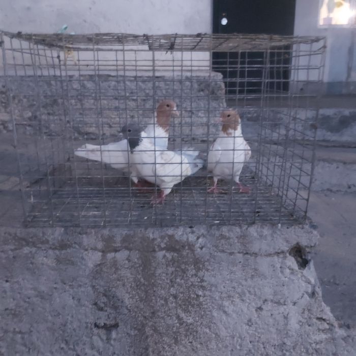 Голавастики 3 штук 10000тг