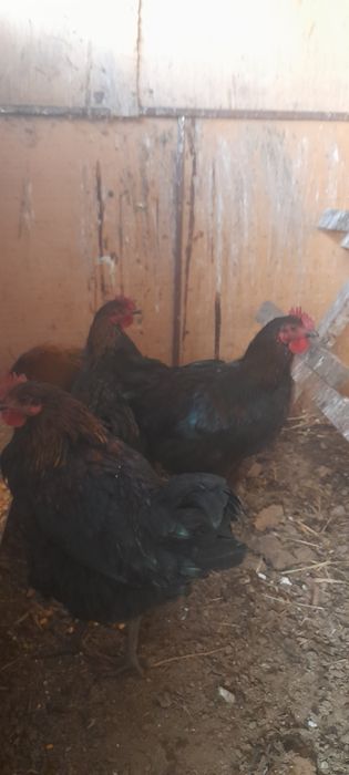 Продаём петушков