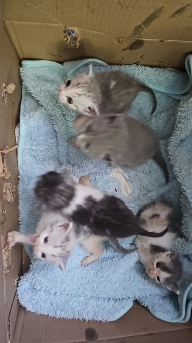 Отдам в добрые руки. Котят.