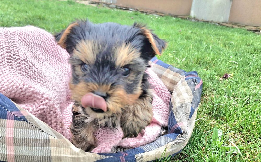 Йоркшийски териер