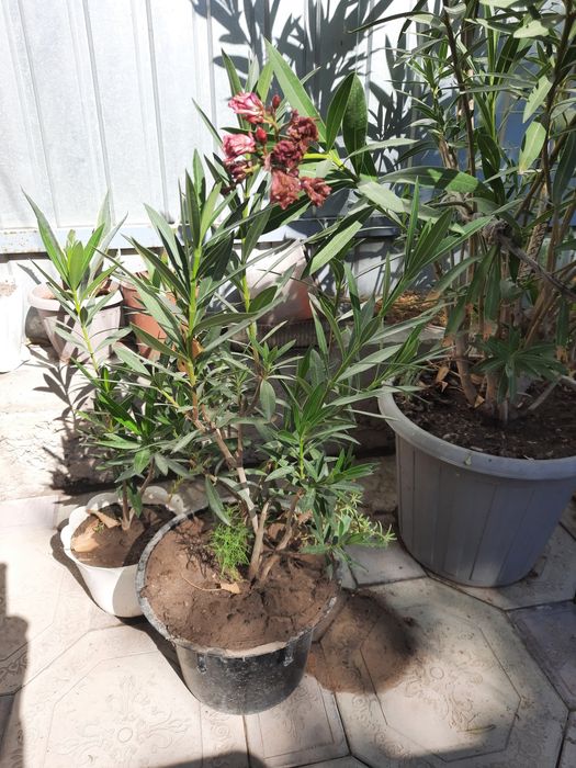 Цветы комнатные , живые