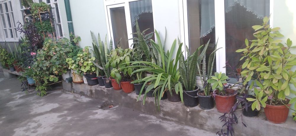 Manzarali Gullar sotladi