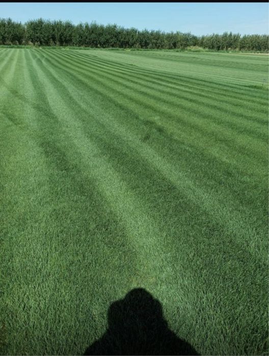 Озеленение,газон