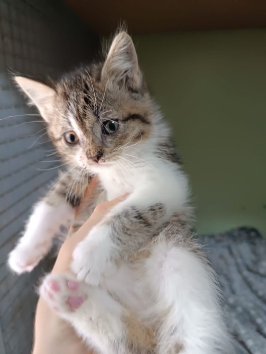 Котенок, мальчик, 1 месяц