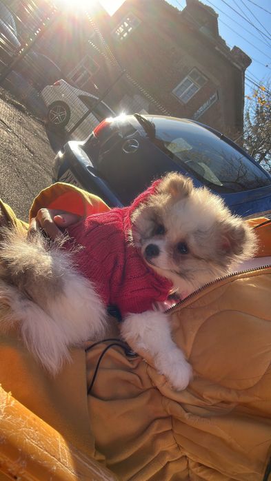 Кученце пумеранк