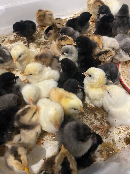 Vand pui de 1 zi dar si de 7 zilede la gaini Curcubeu