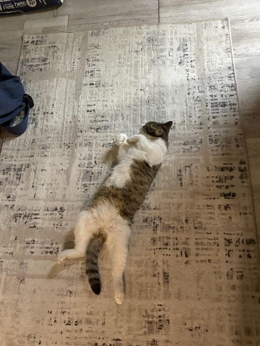 Кошка домашняя стерильная