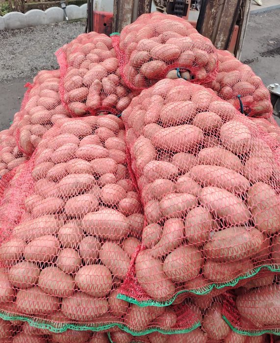 Cartofi de semanta si de consum Red Lady, Esme, Belarosa