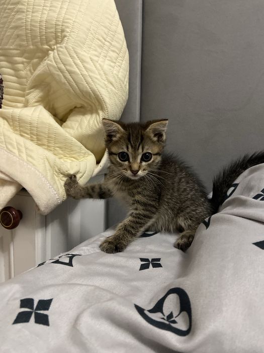 Котята бесплатно