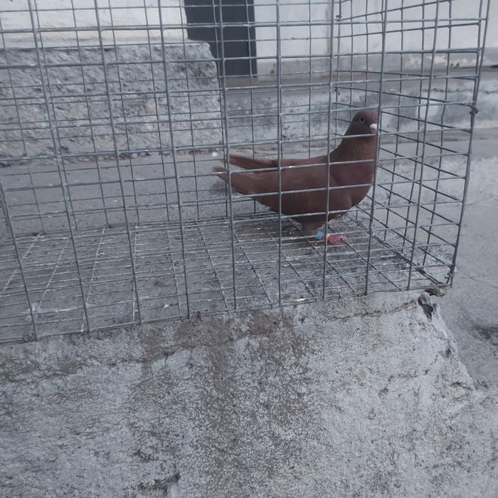 Красный самец лет с игрой