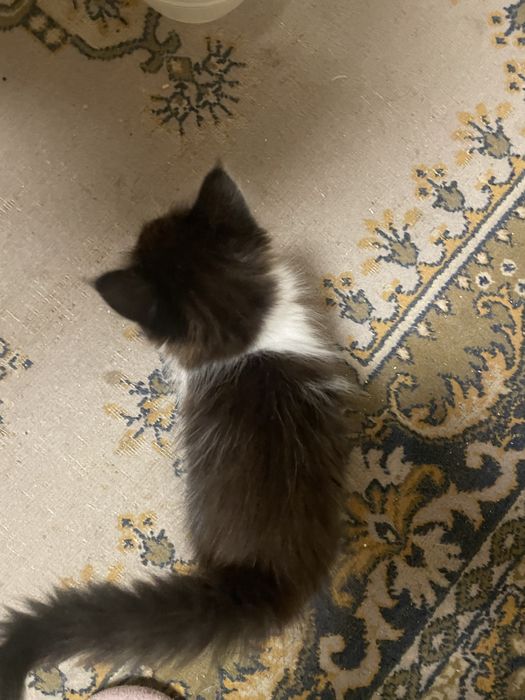 Отдам котят в хорошие руки