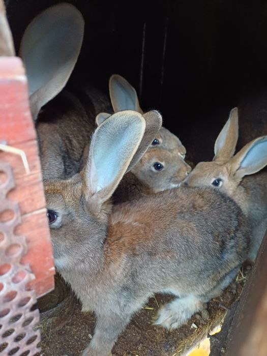 Vand iepuri la un pret bun