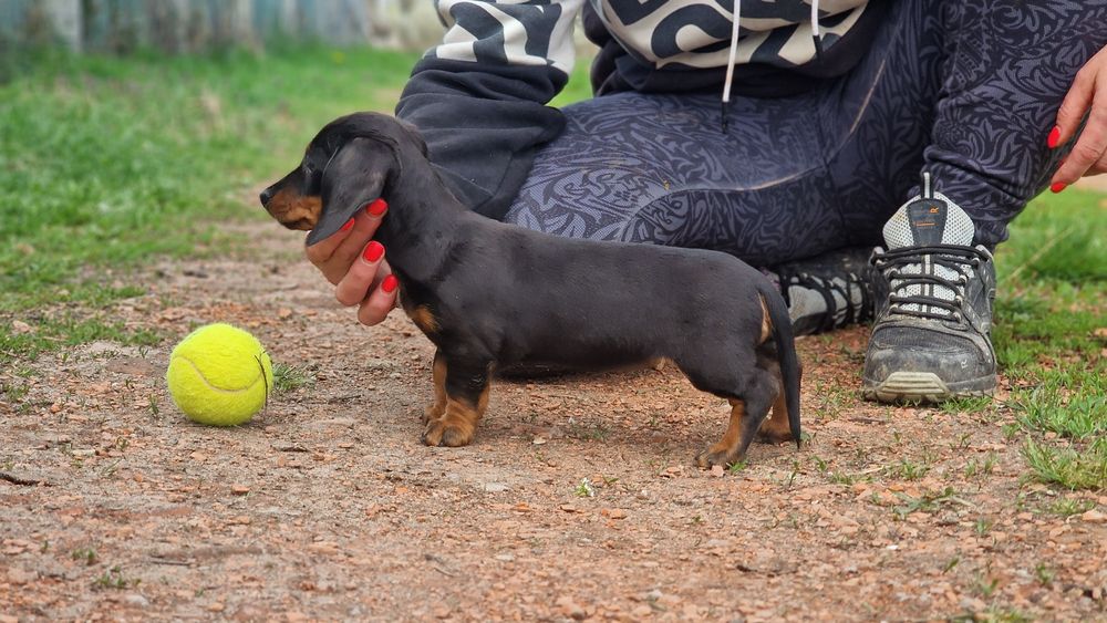 Tekel femela iepurar