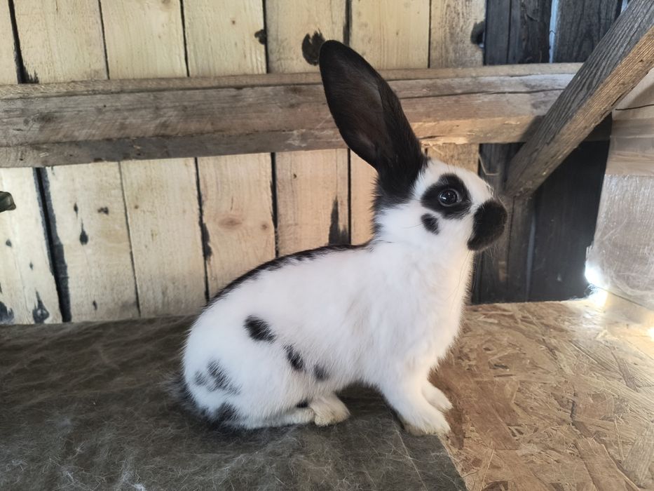 Vand pui Fluture german alb negru si janet ! Pret in functie de animal ! Rasa pură