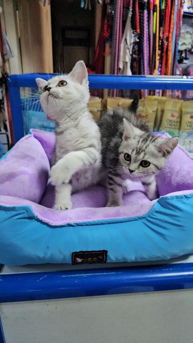 Котенок британский