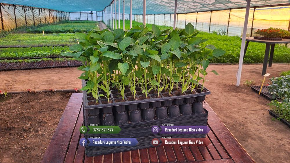 Rasaduri Legume : Rasad de rosii tomate ardei vinete castraveti varza