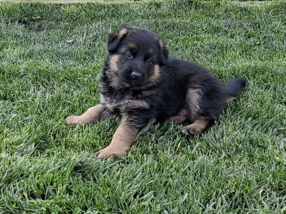 Малки немски овчарки