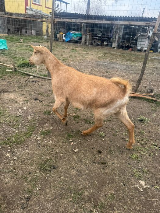 Capra saanen la a doua fatare fătar