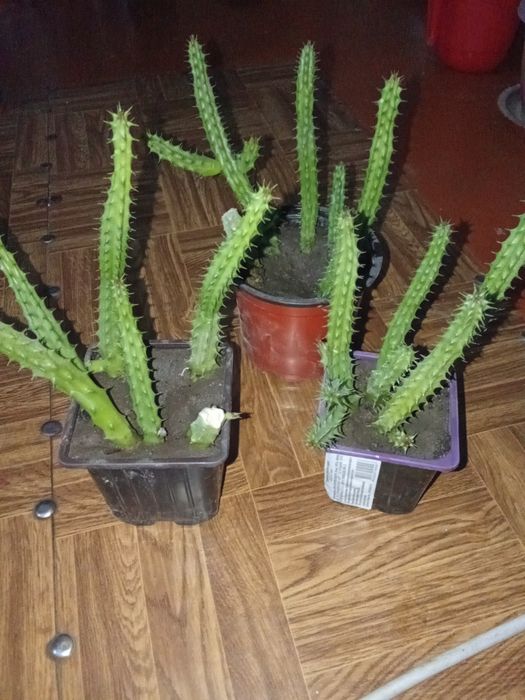 Разные Цветы Домашние.