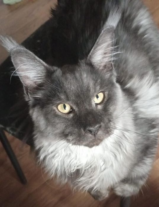 Ищем девочку для вязки для парня Мейнкун