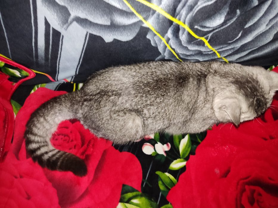 Zoti: britan shinshila okras