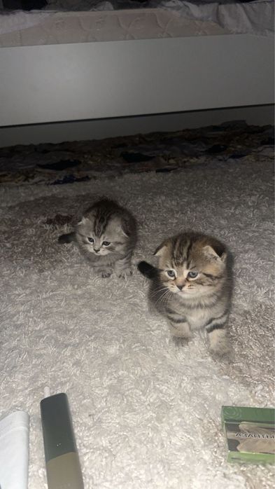 Шотландский  вислоухий скоттиш страйт