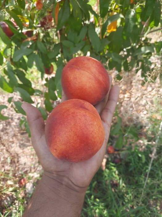 ШОФТОЛИ кучатларимизни 12 хил сорти бор сортига падвойига кафолат бера