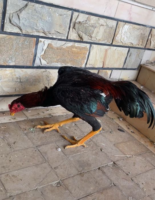 Juja iyul chiqan yirik vesi 3,9 kg bor qoraqizil toza