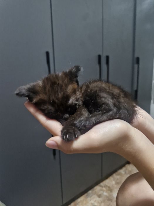 Котята 2 девочки 1 мальчик