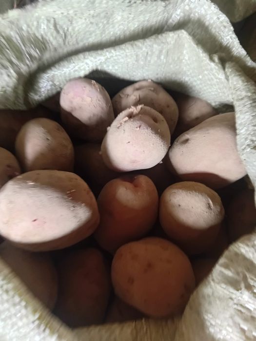 Продам картофель домашний.